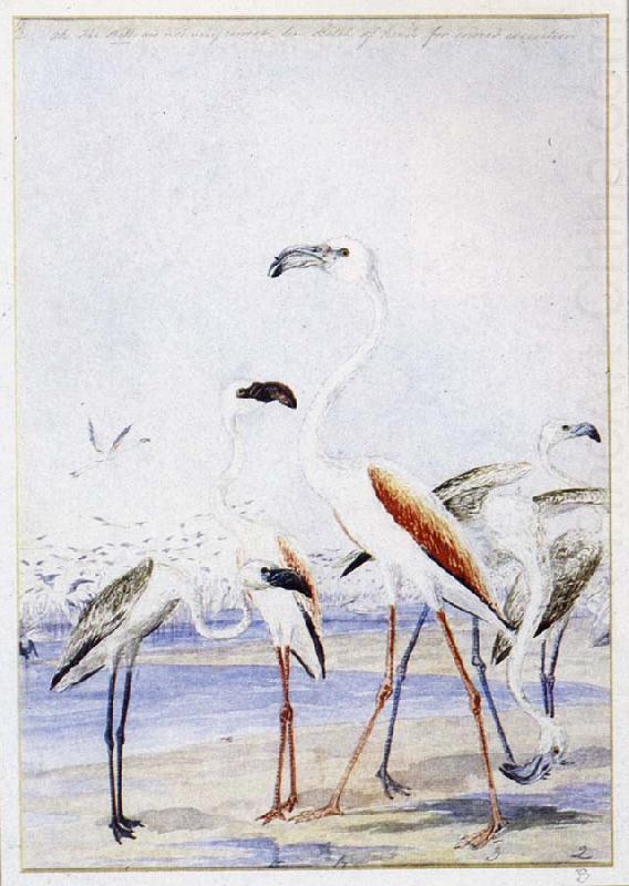 unknow artist flamingos vid v alfiskbukten i sydvastafrika en av baines manga illustrationer till anderssons stora fagelbok
